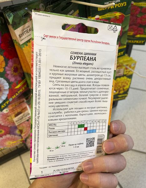 цинния Бурпеана 